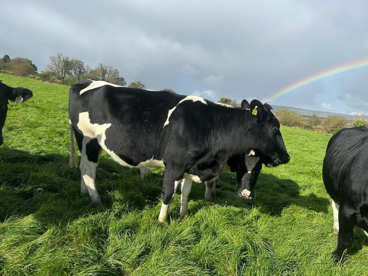AI Bred Friesian Heifers - Image 3