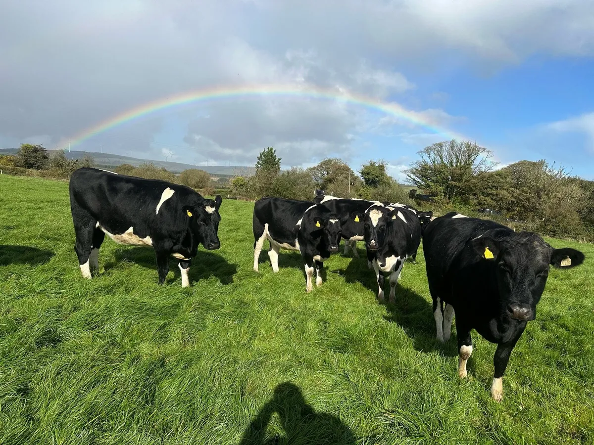 AI Bred Friesian Heifers - Image 2