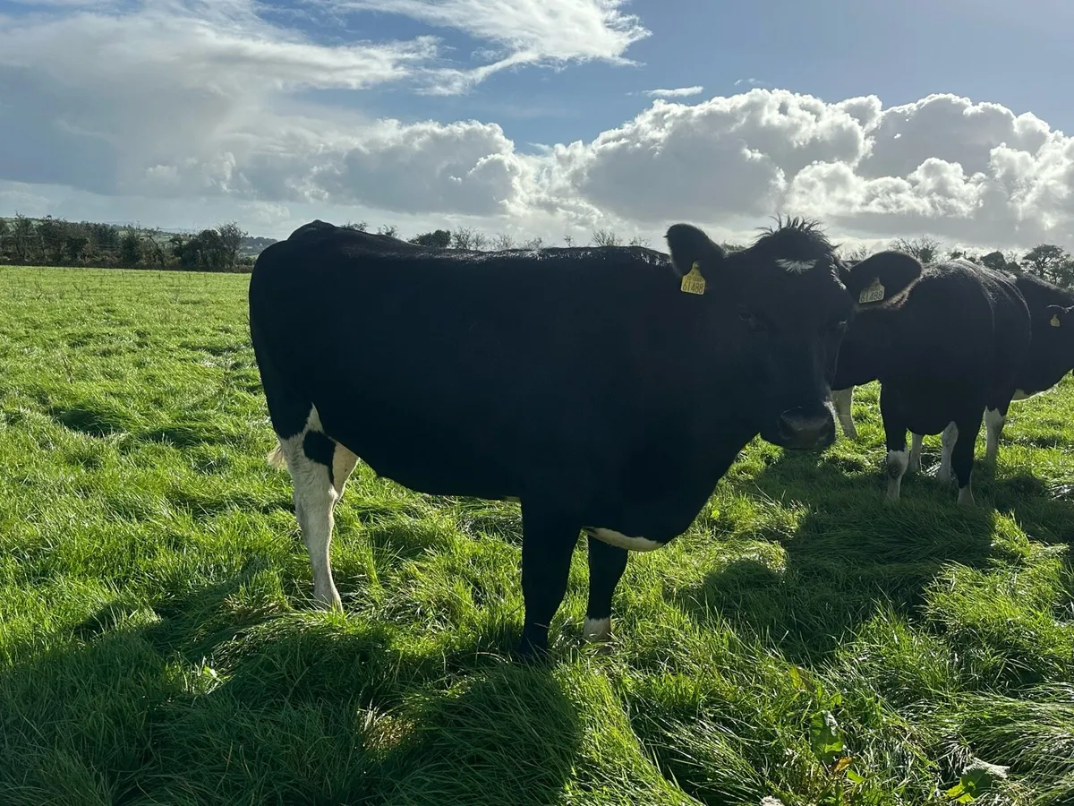 AI Bred Friesian Heifers - Image 4