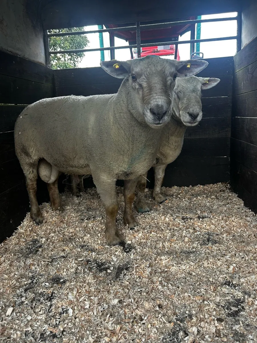 Breeding Charollais Rams - Image 1