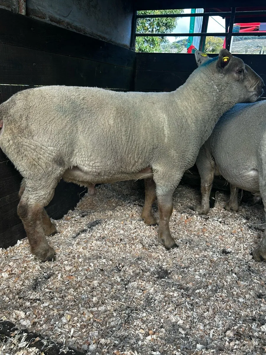 Breeding Charollais Rams - Image 2