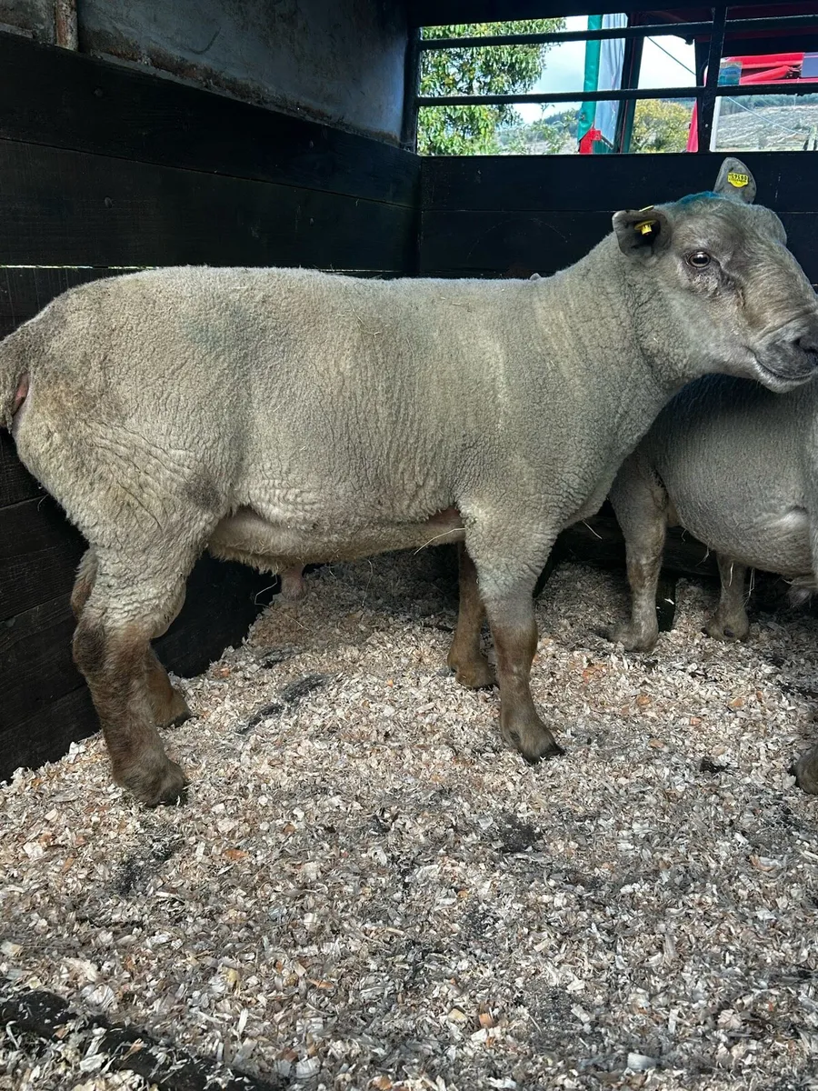 Breeding Charollais Rams - Image 3