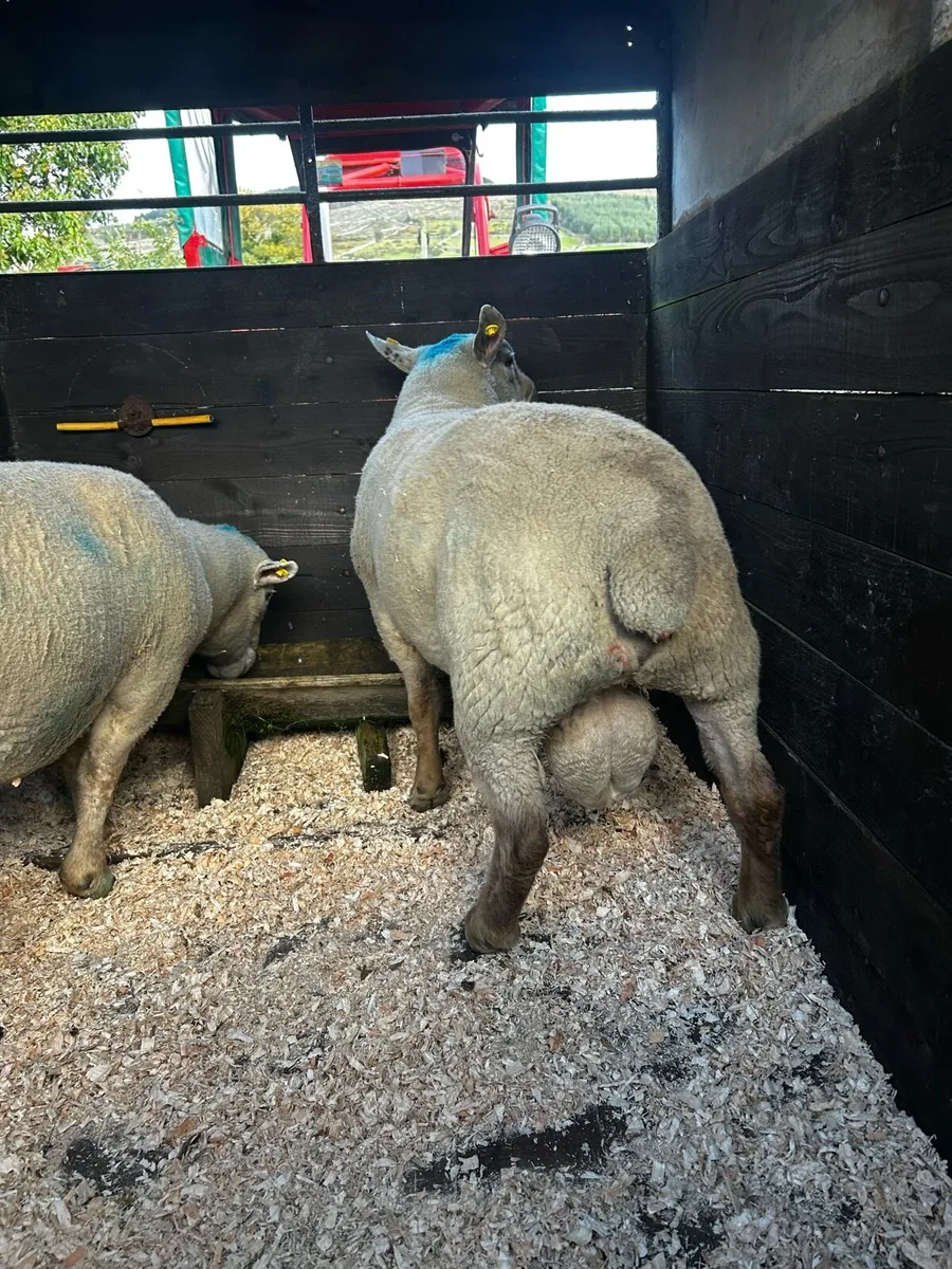 Breeding Charollais Rams - Image 4
