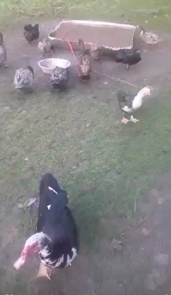 28 ducks - Image 3