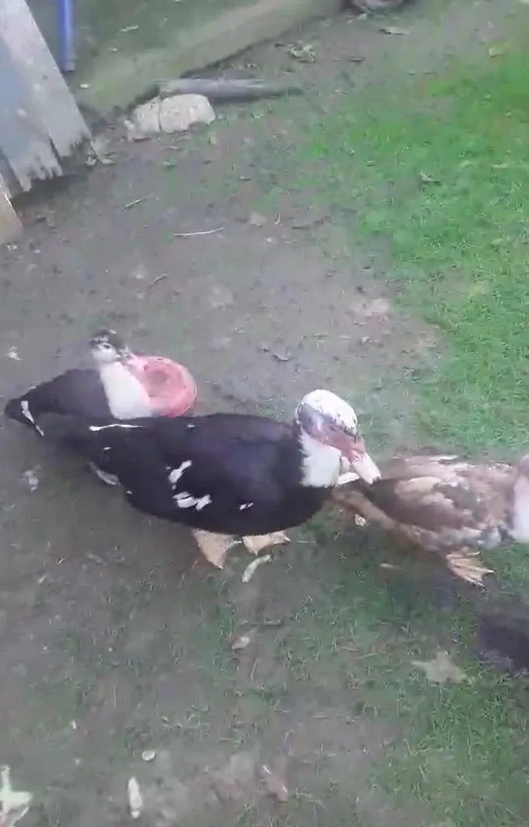 28 ducks - Image 1