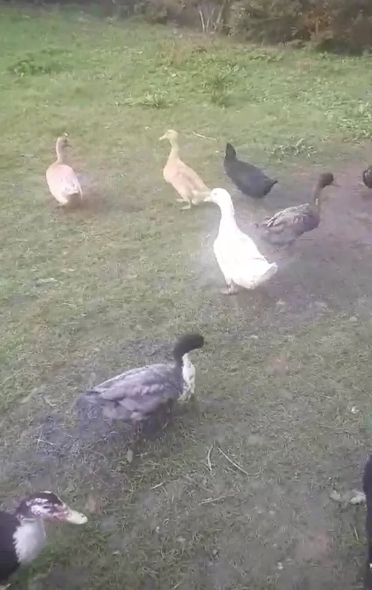 28 ducks - Image 2