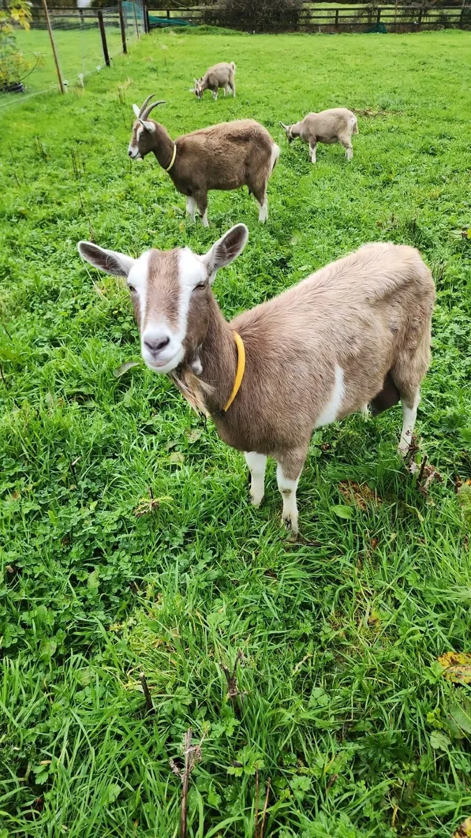 Dairy  Goats Togganburge polly puck and puck