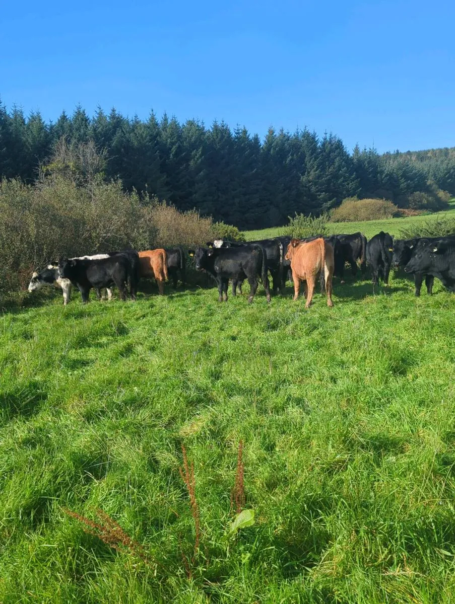 17 store bullocks - Image 1