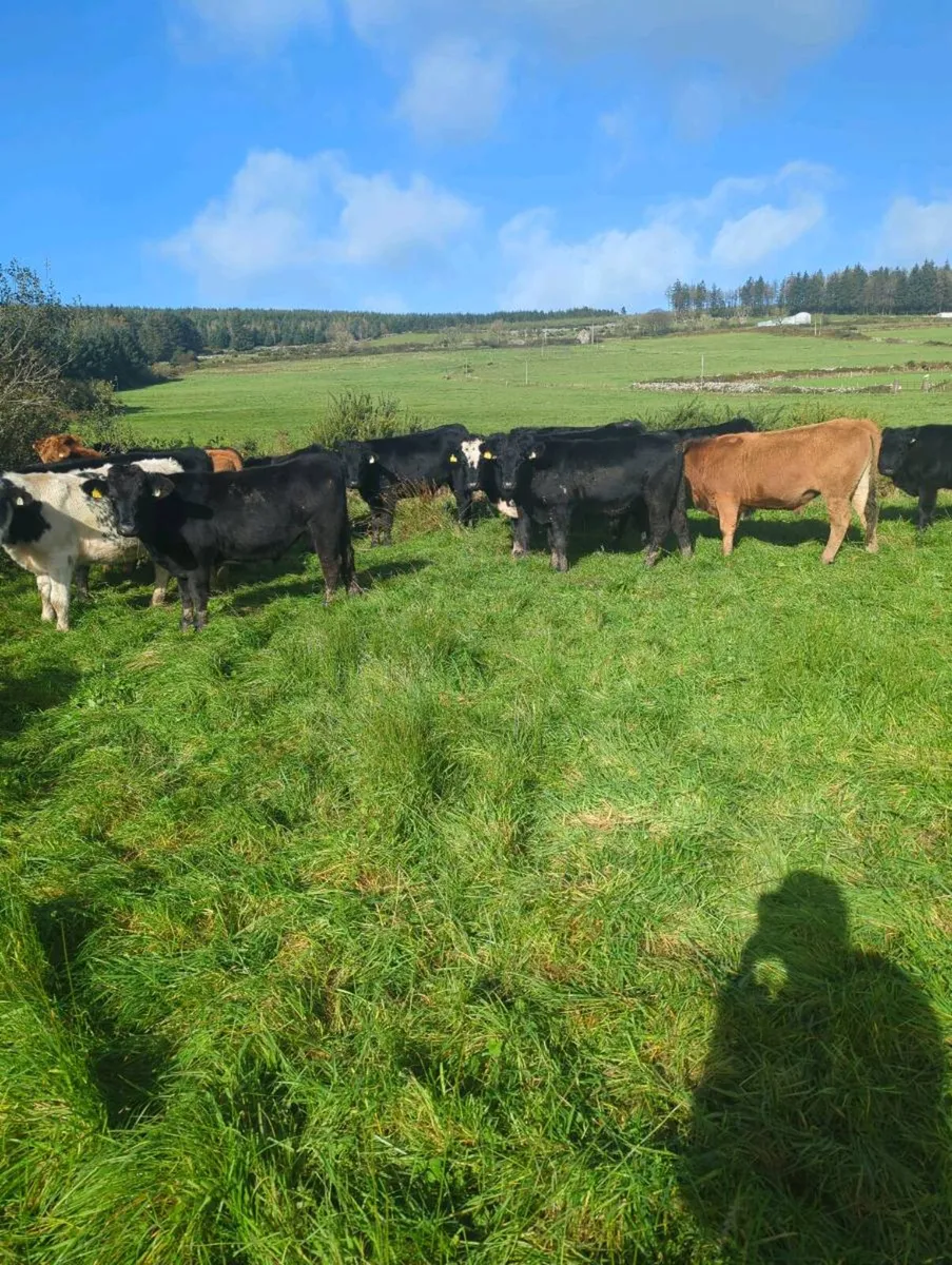 17 store bullocks - Image 2