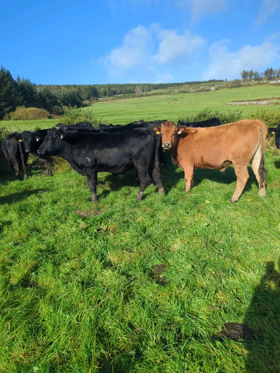 17 store bullocks - Image 3