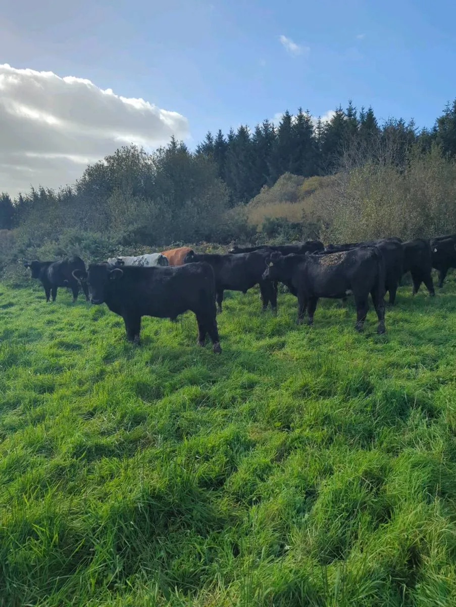 17 store bullocks - Image 4
