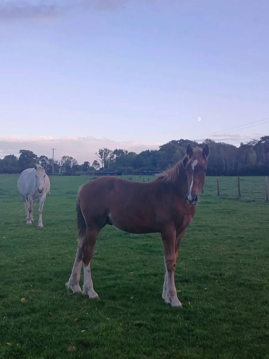 RID Colt - Image 1