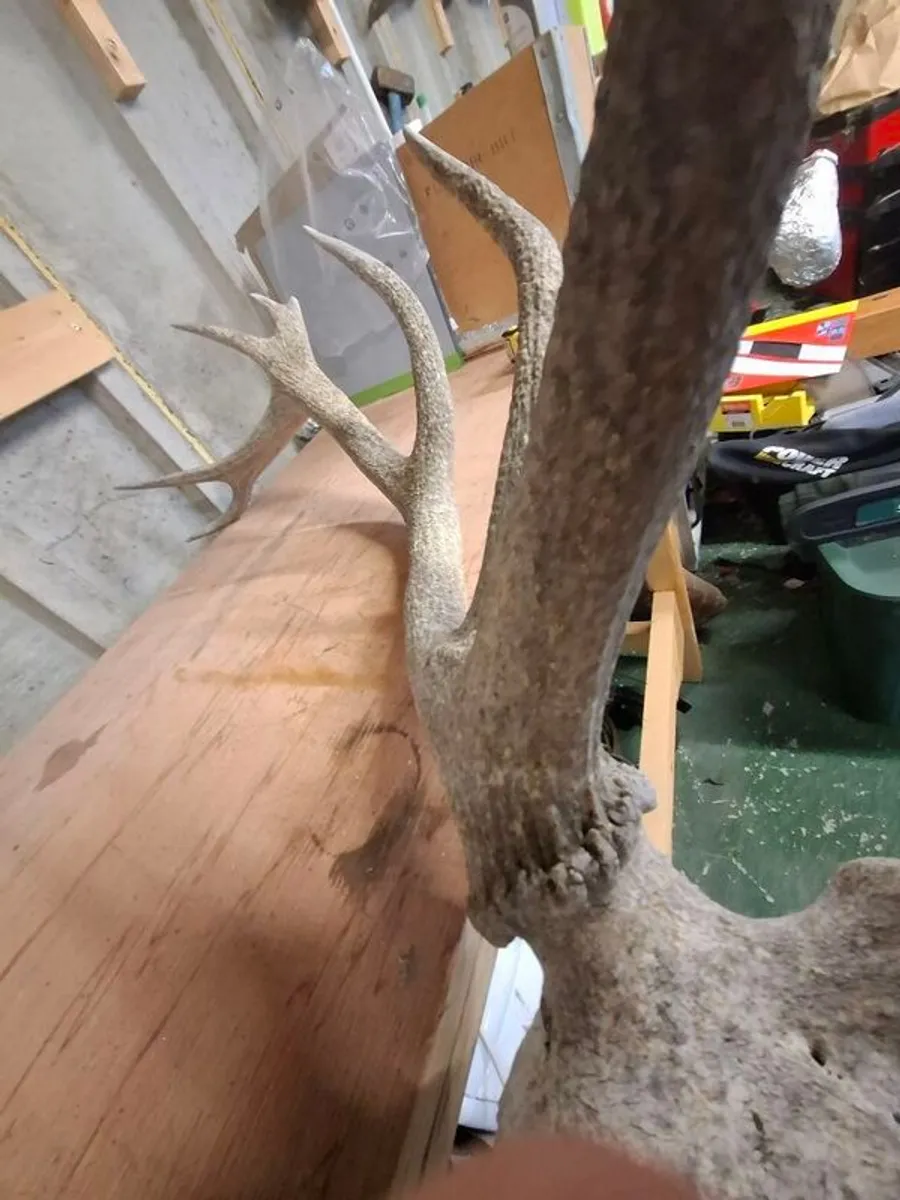 stag antlers - Image 3