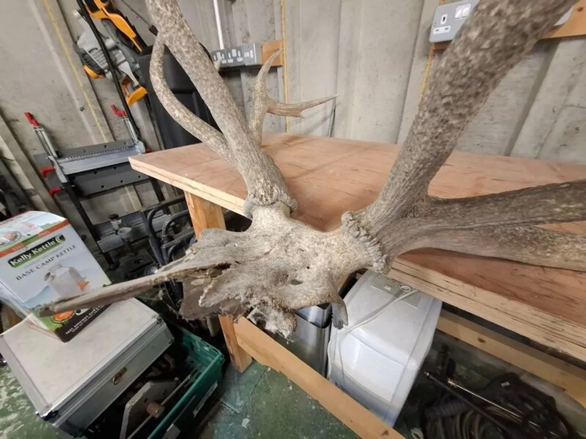stag antlers - Image 4