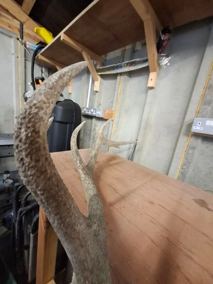 stag antlers - Image 2