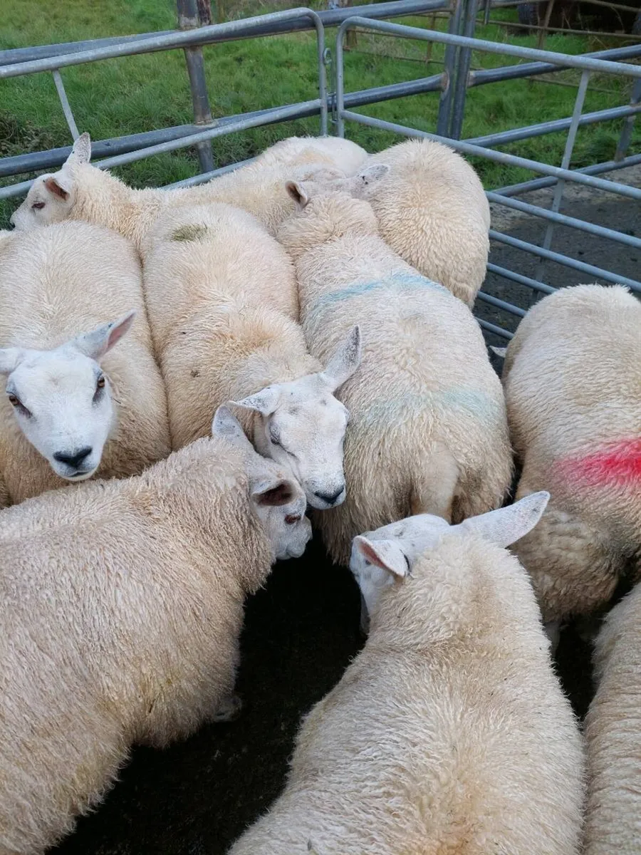 Ewe lambs - Image 1