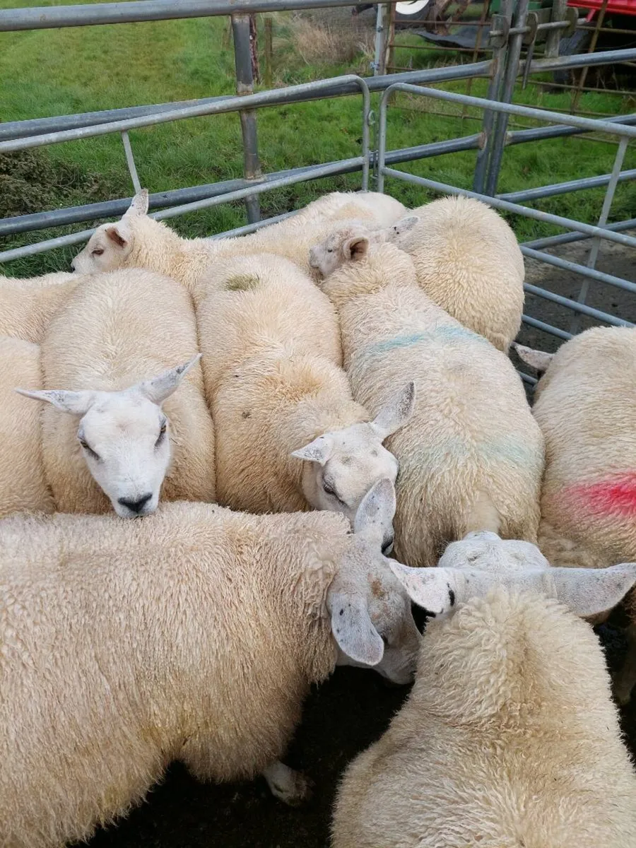 Ewe lambs - Image 2