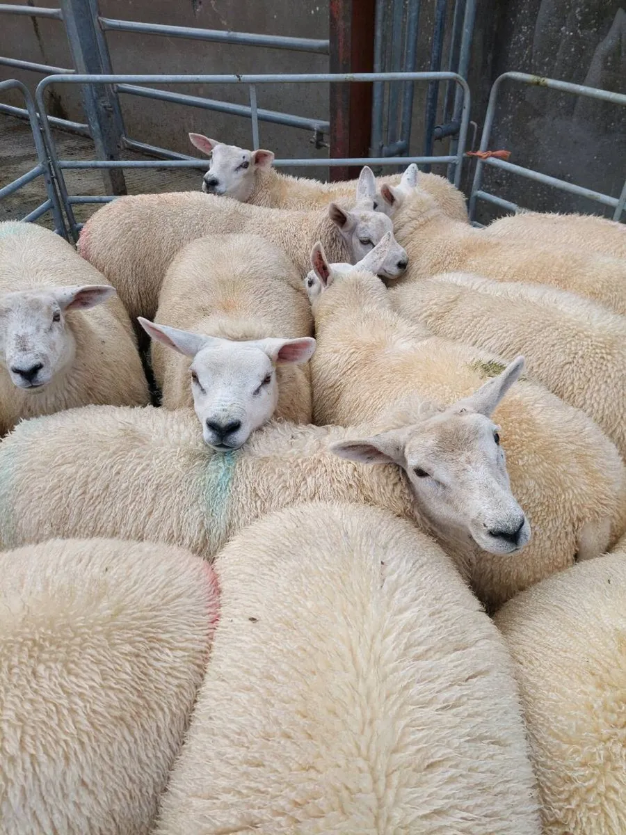 Ewe lambs - Image 3