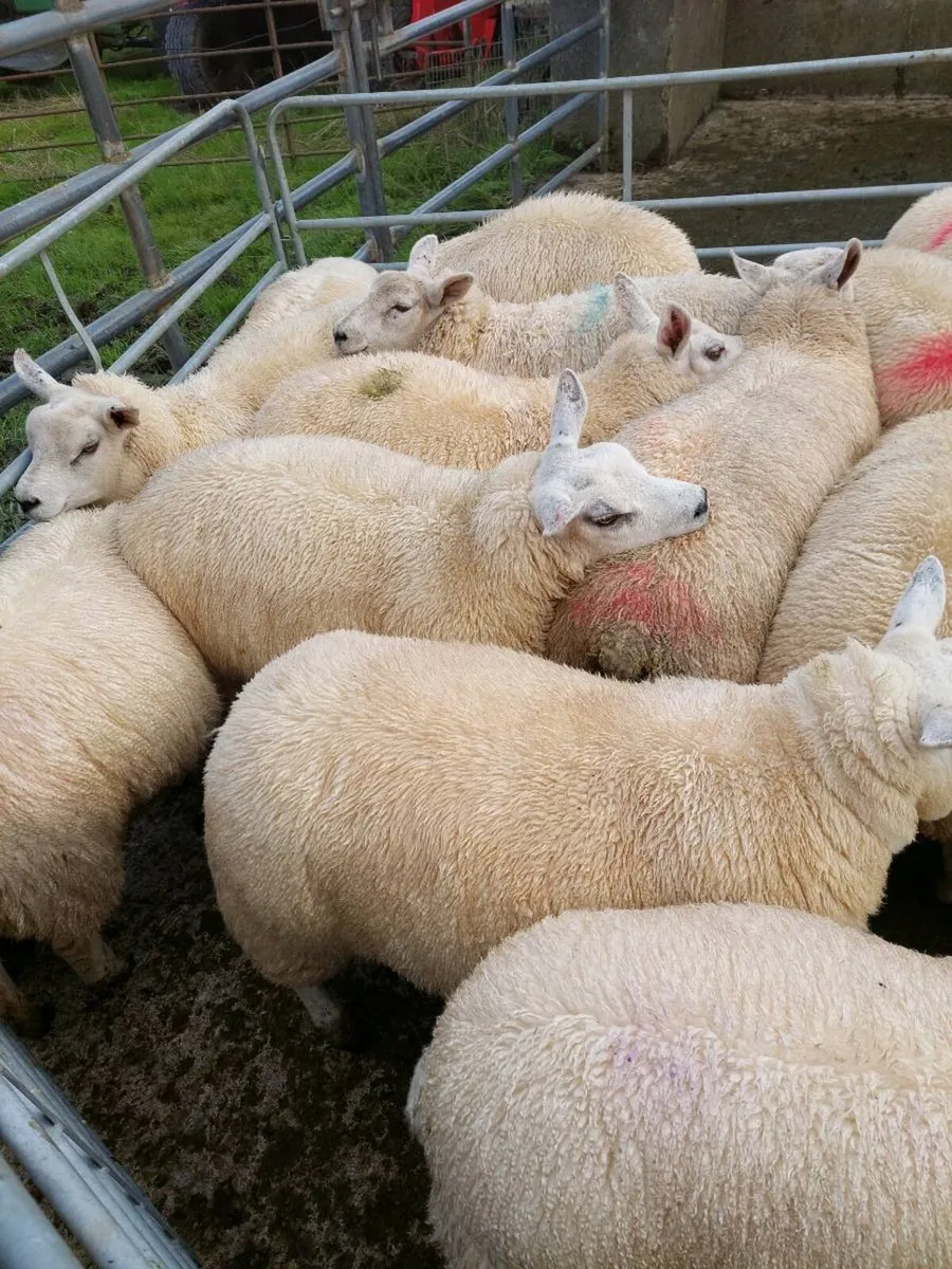 Ewe lambs - Image 4