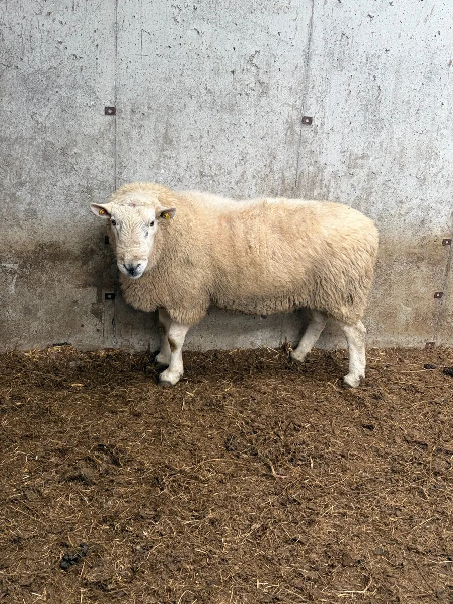 3.5 year old Wicklow Cheviot ram - Image 2
