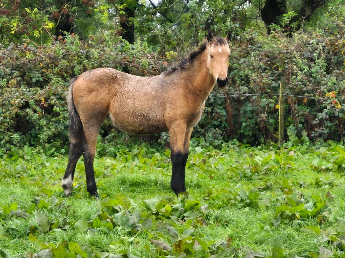 Foal - Image 1