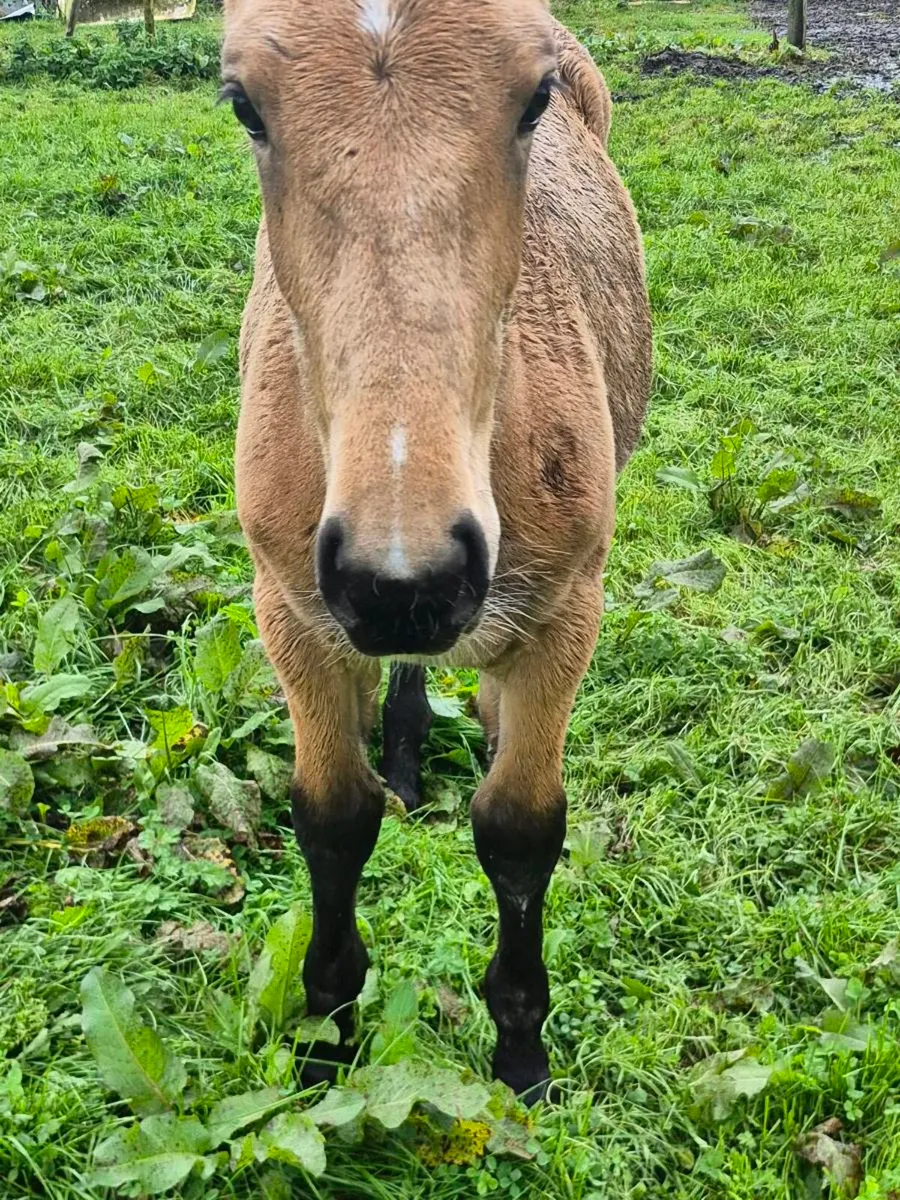 Foal - Image 2