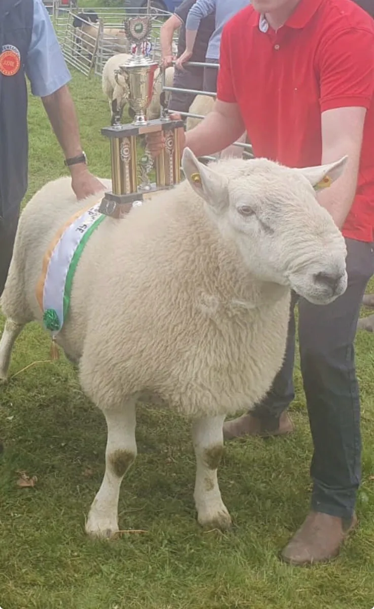 3.5 year old Wicklow Cheviot ram - Image 1