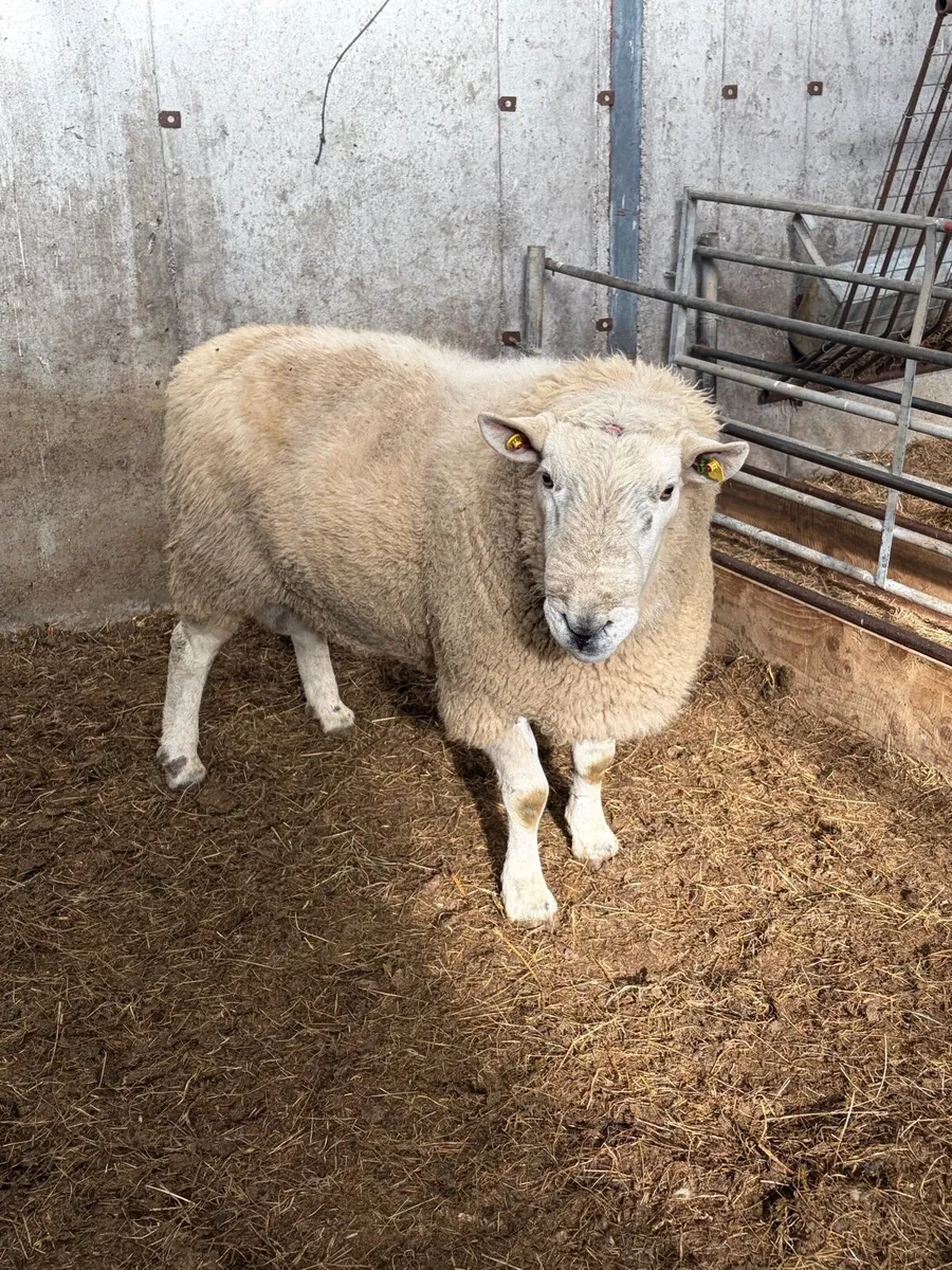 3.5 year old Wicklow Cheviot ram - Image 3