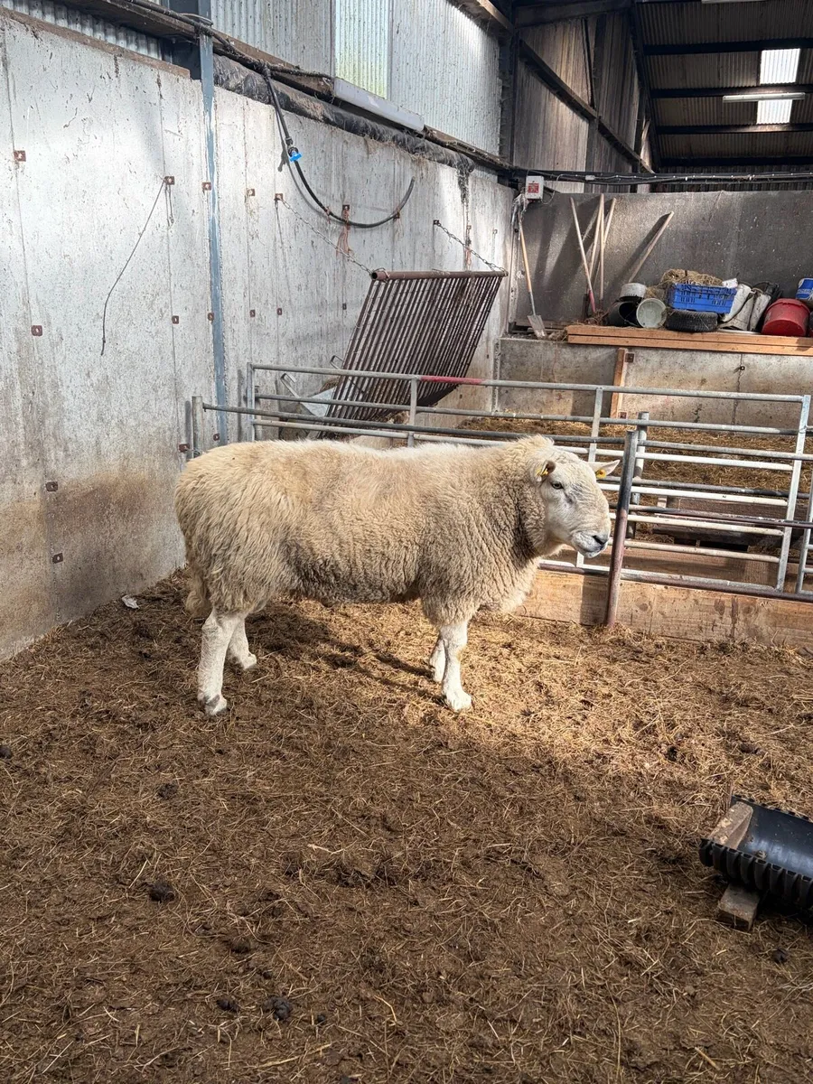 3.5 year old Wicklow Cheviot ram - Image 4