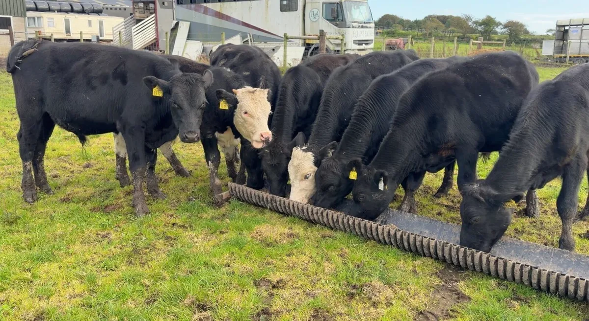 Bull weanlings - Image 1