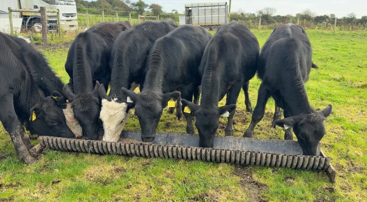 Bull weanlings - Image 2