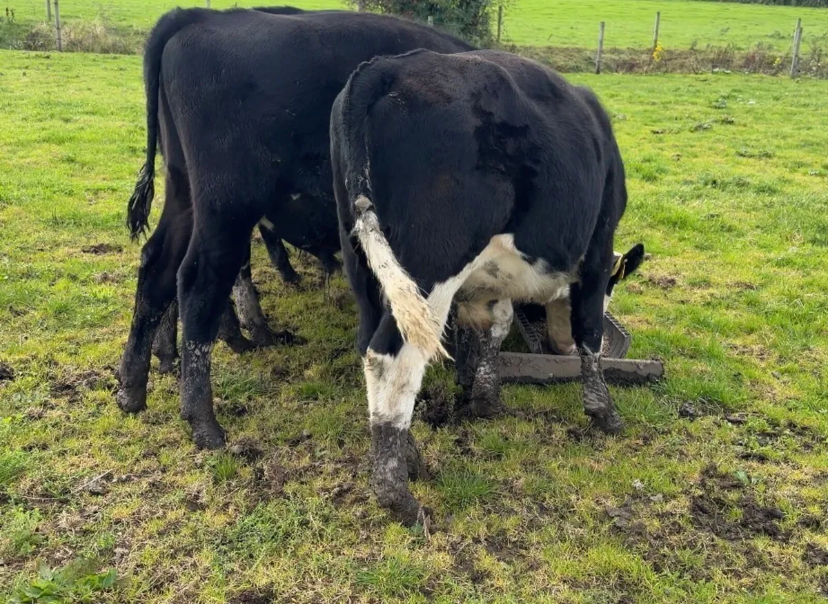 Bull weanlings - Image 4