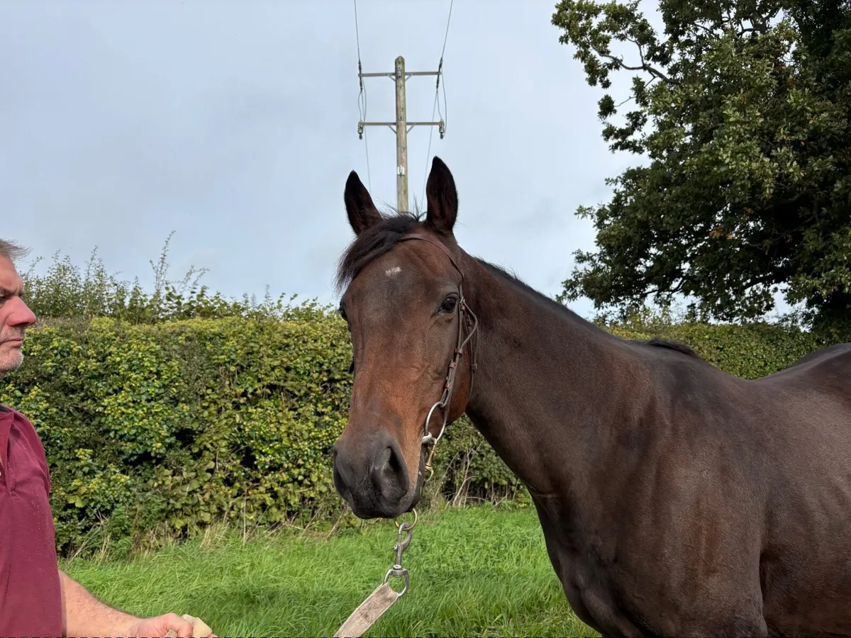 Broodmare - Image 2