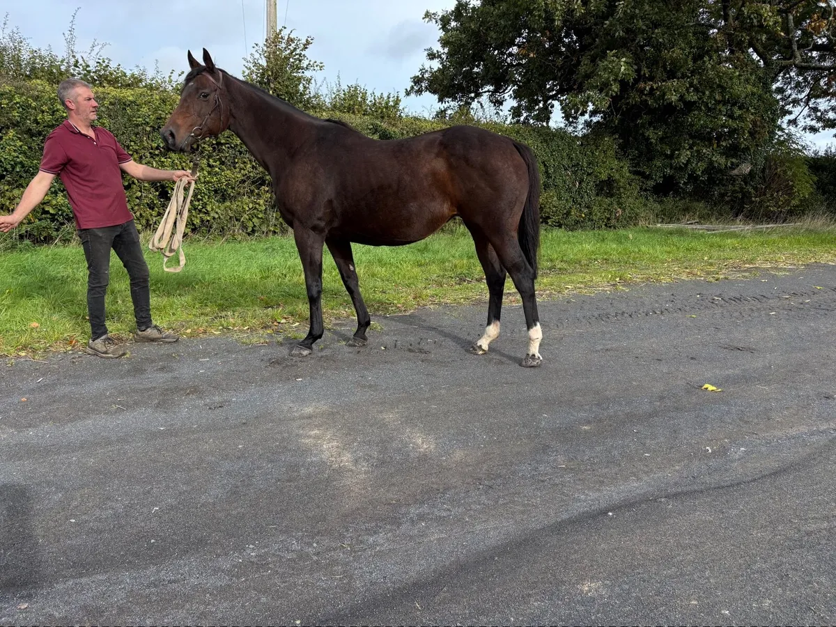Broodmare - Image 4