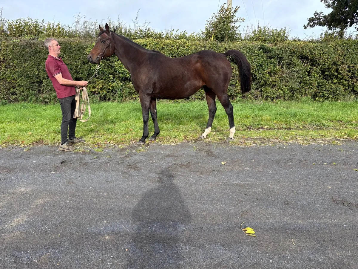 Broodmare - Image 3