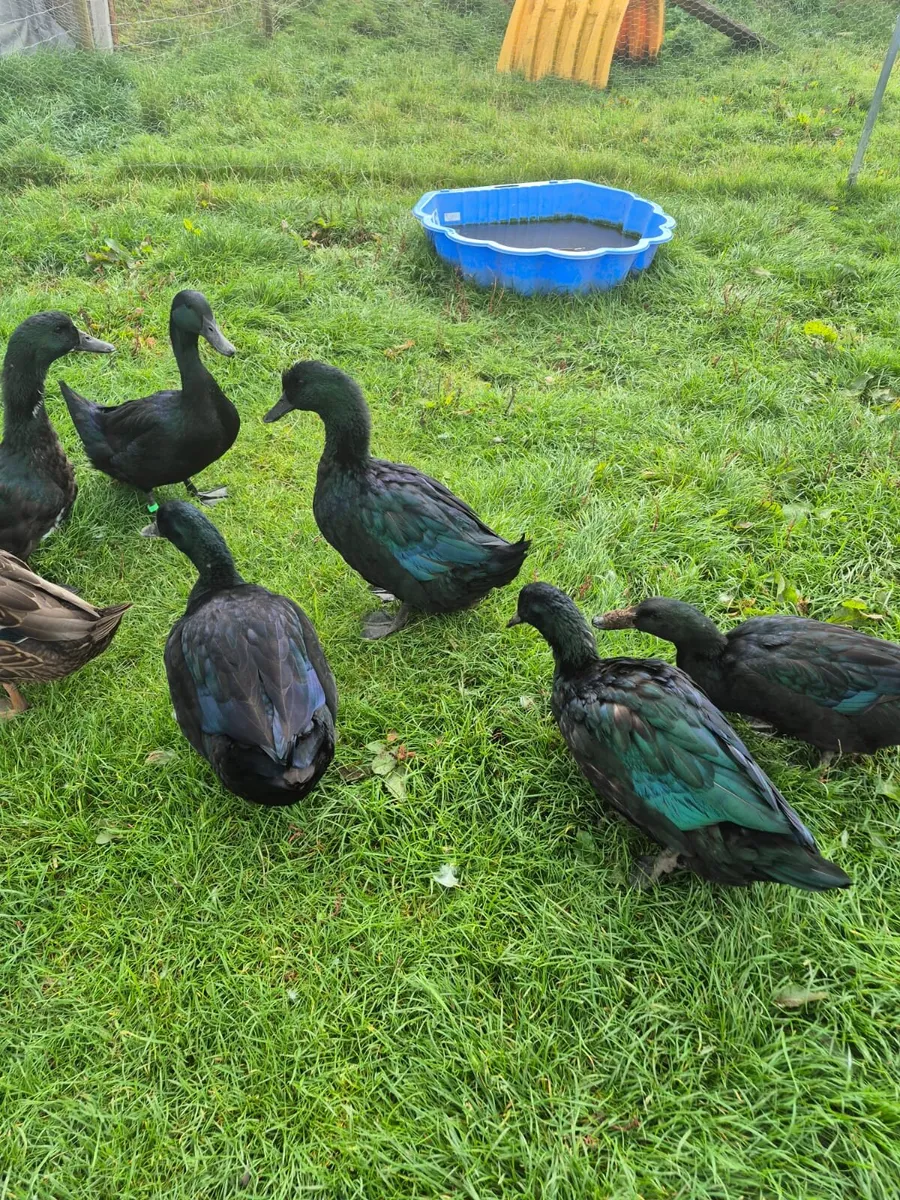 Cayuga ducks and drakes - Image 2