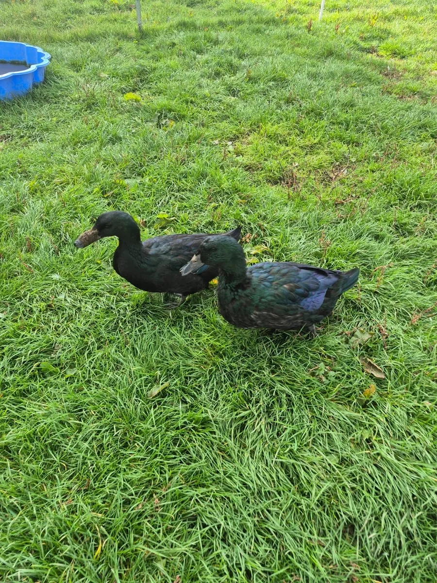 Cayuga ducks and drakes - Image 1
