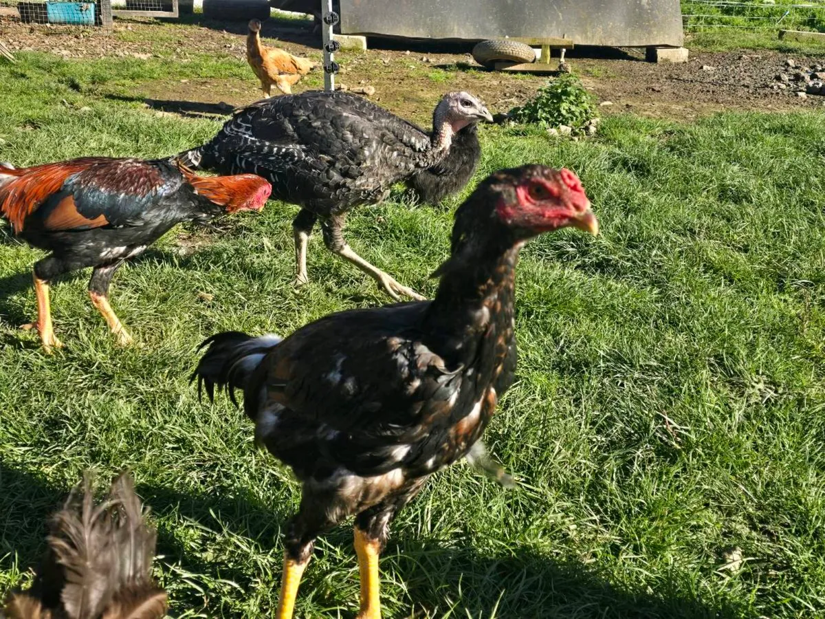 Cayuga ducks and drakes - Image 3