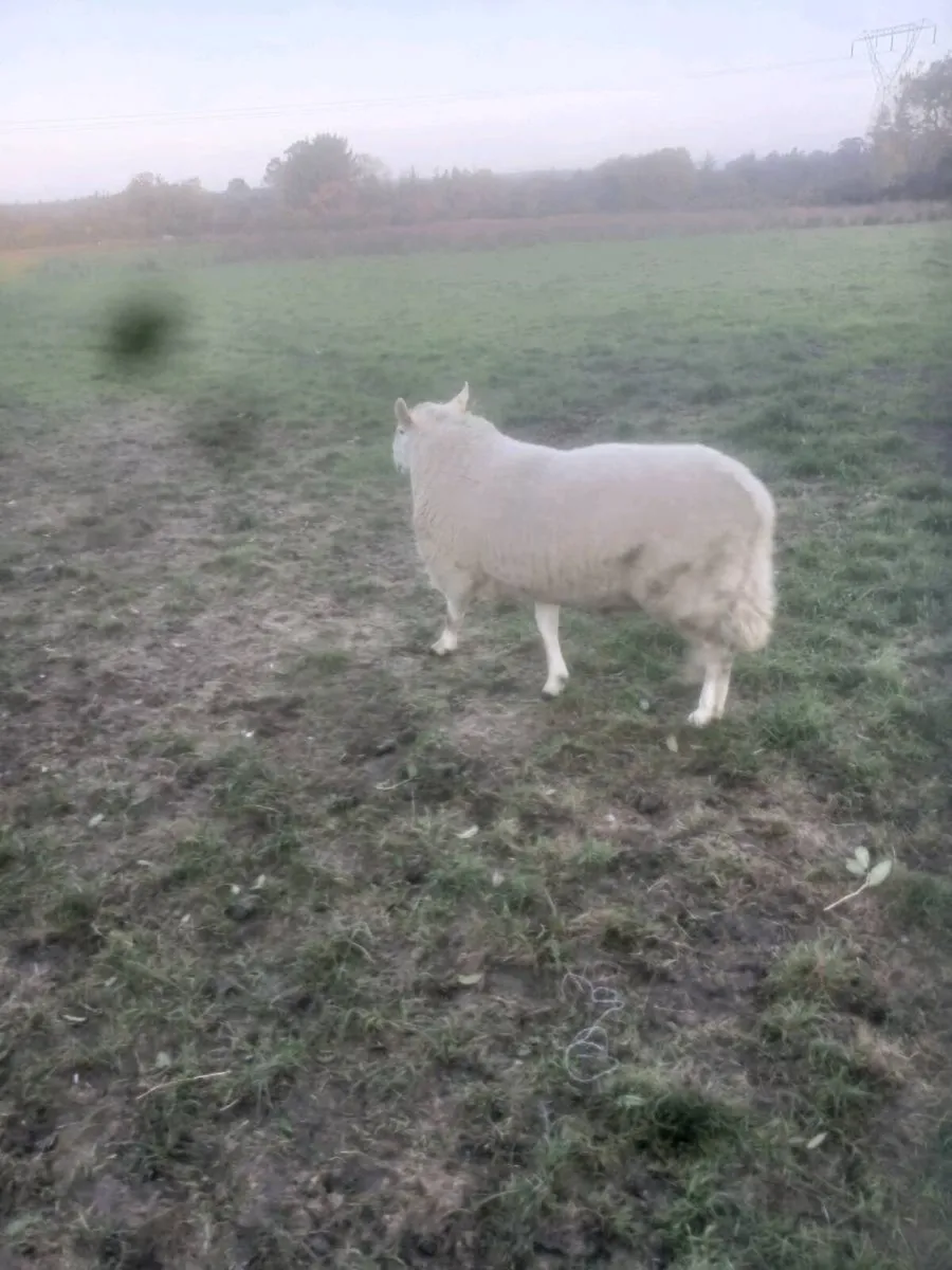 CHEVIOT RAM - Image 2