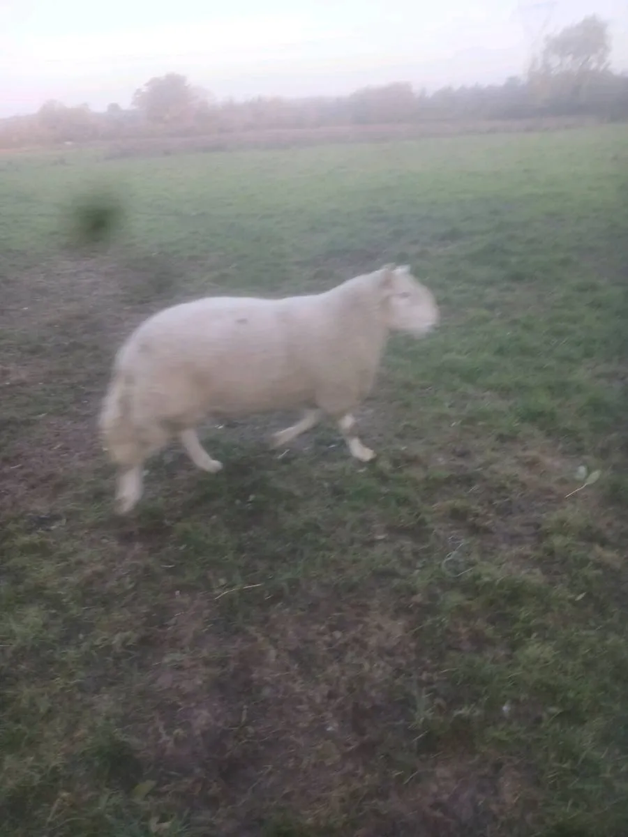 CHEVIOT RAM - Image 3