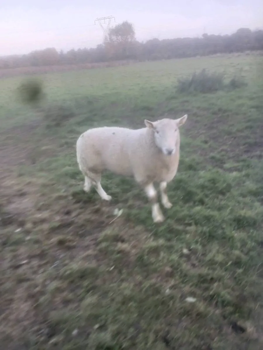 CHEVIOT RAM - Image 4