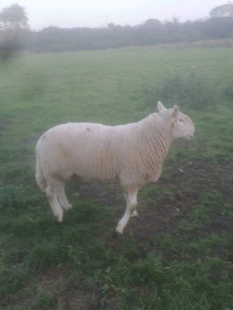 CHEVIOT RAM - Image 1