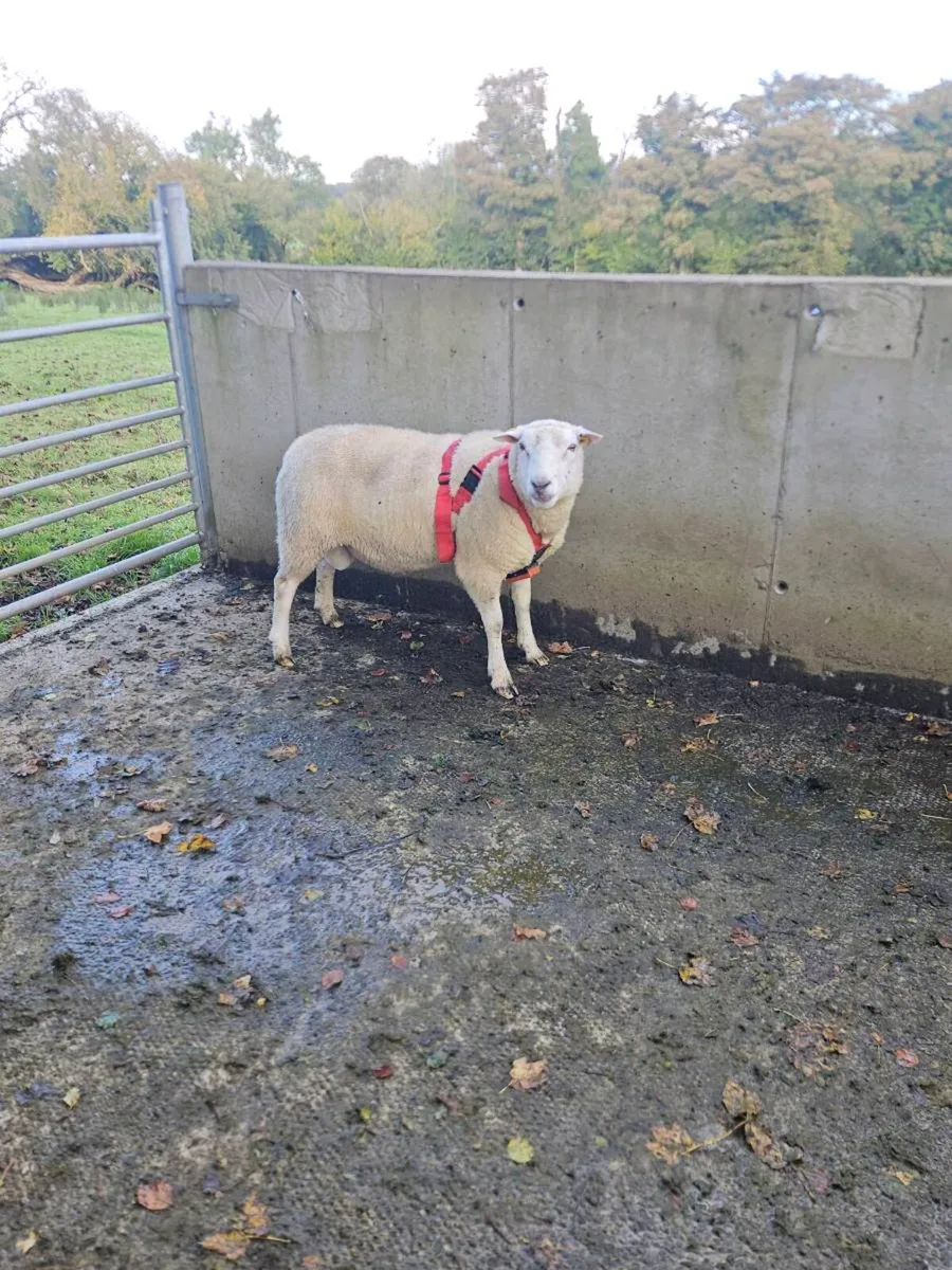 Belclare ram - Image 1