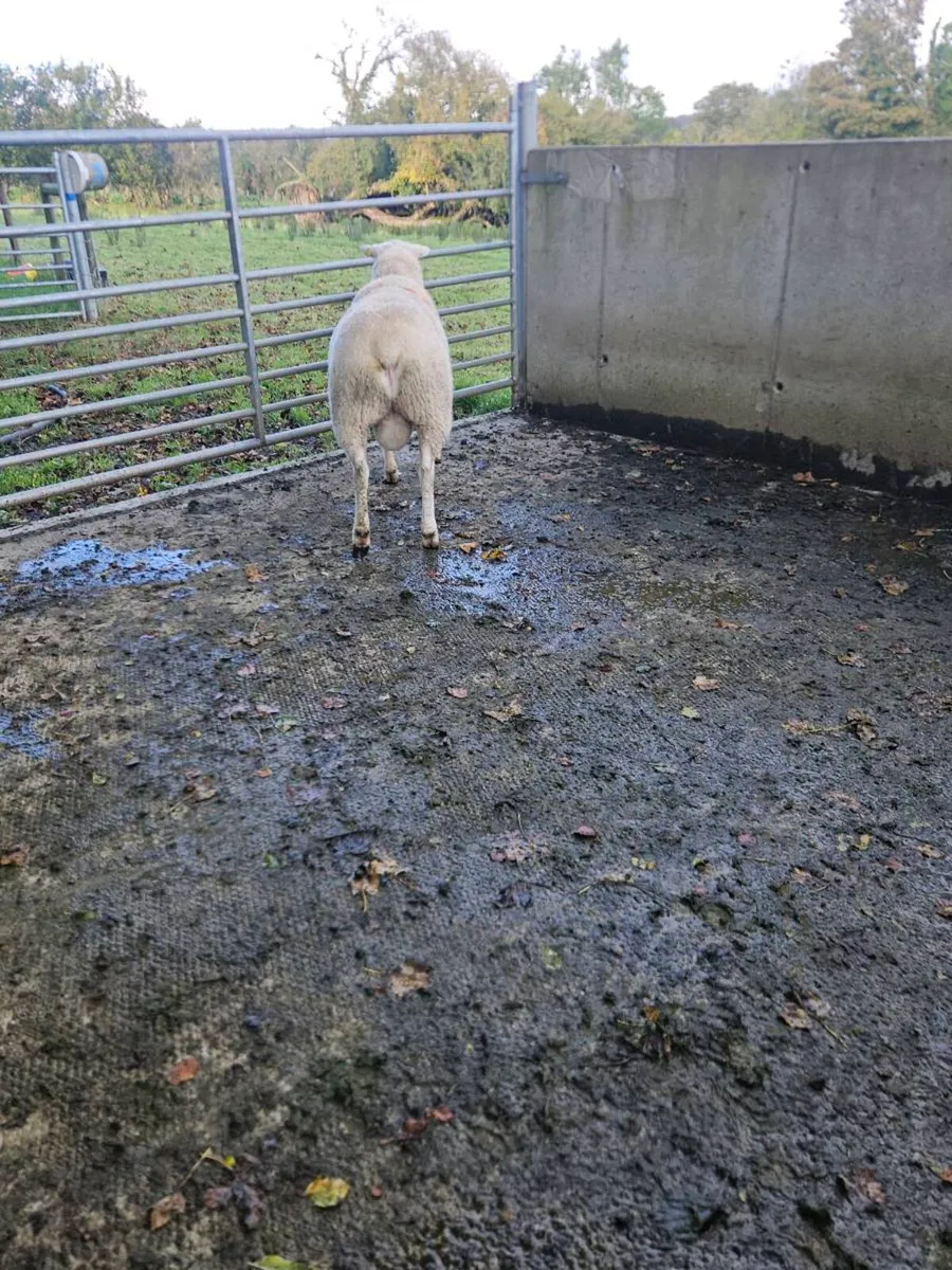 Belclare ram - Image 4