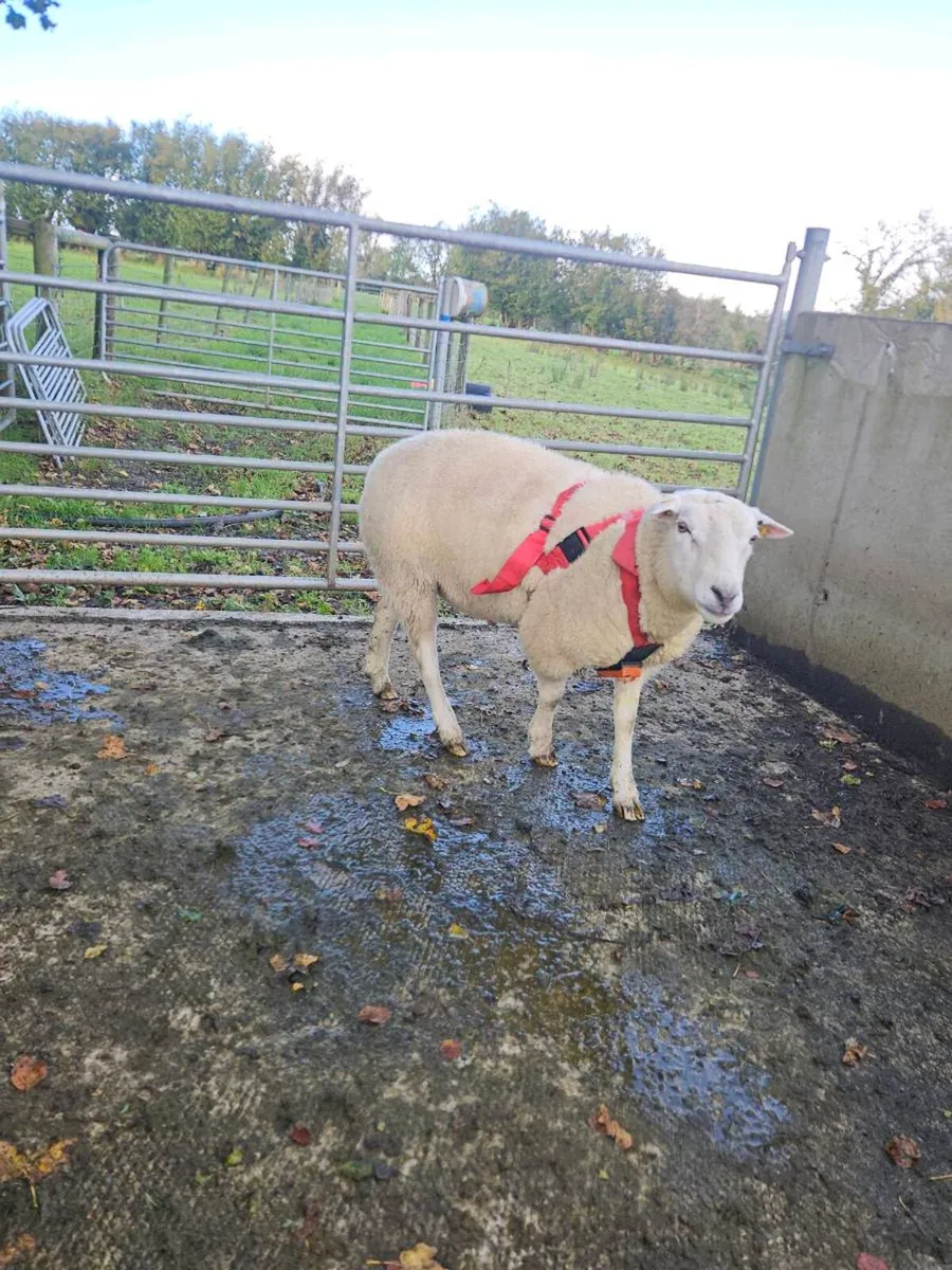 Belclare ram - Image 3