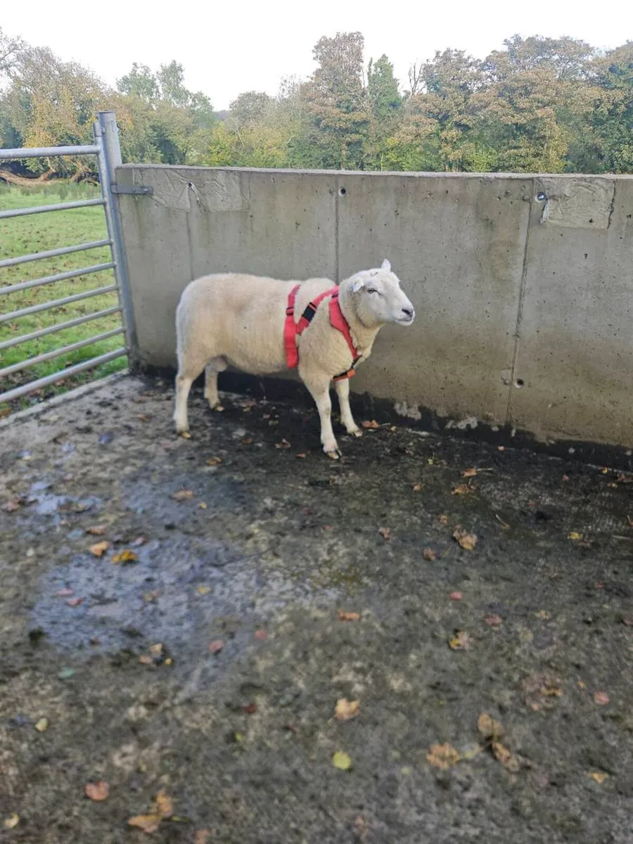 Belclare ram - Image 2