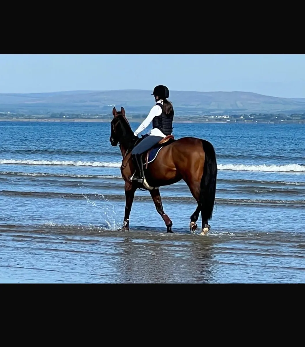 148 pony - Image 1