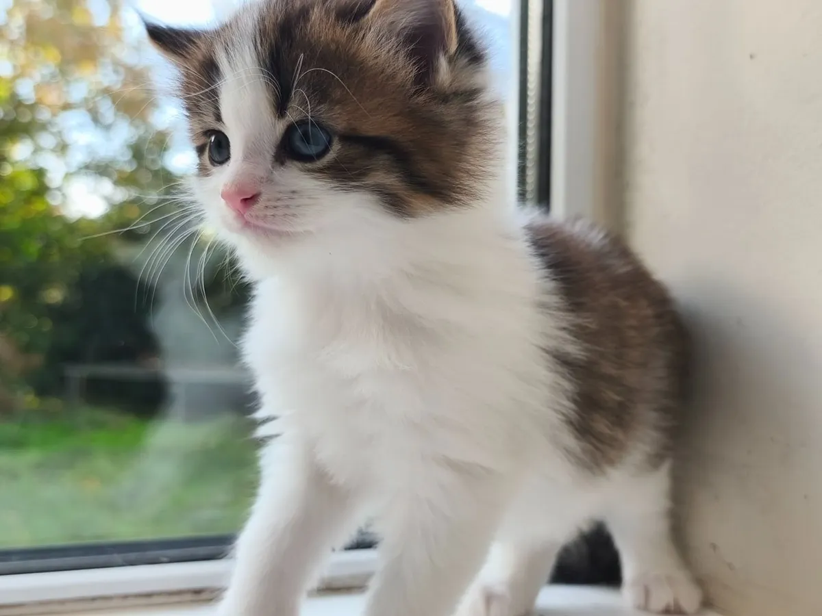 Adorable kittens, playful, fluffy and very cute - Image 1