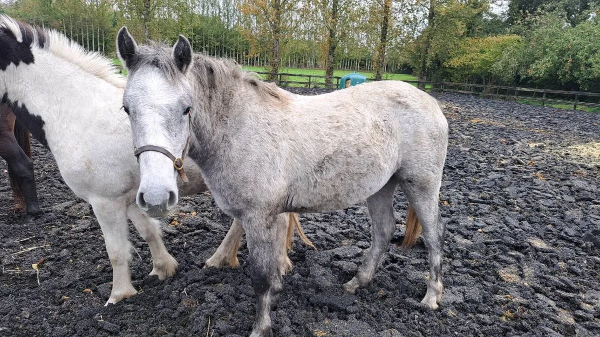 2 Yearling filly  Connemara and coloured - Image 2