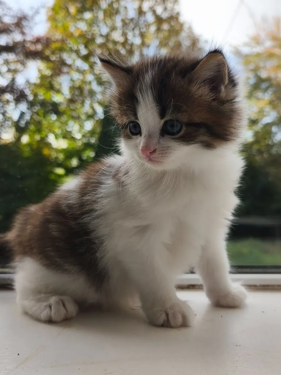 Adorable kittens, playful, fluffy and very cute - Image 2